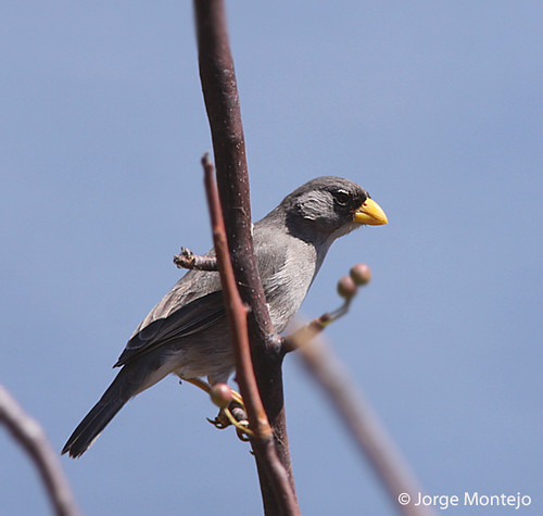 Image of Cinereous Finch