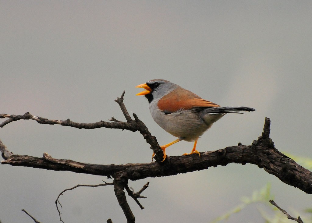 Image of Great Inca-finch