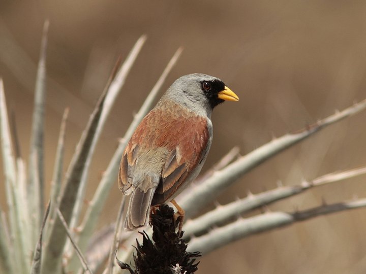 Image of Rufous-backed Inca-finch