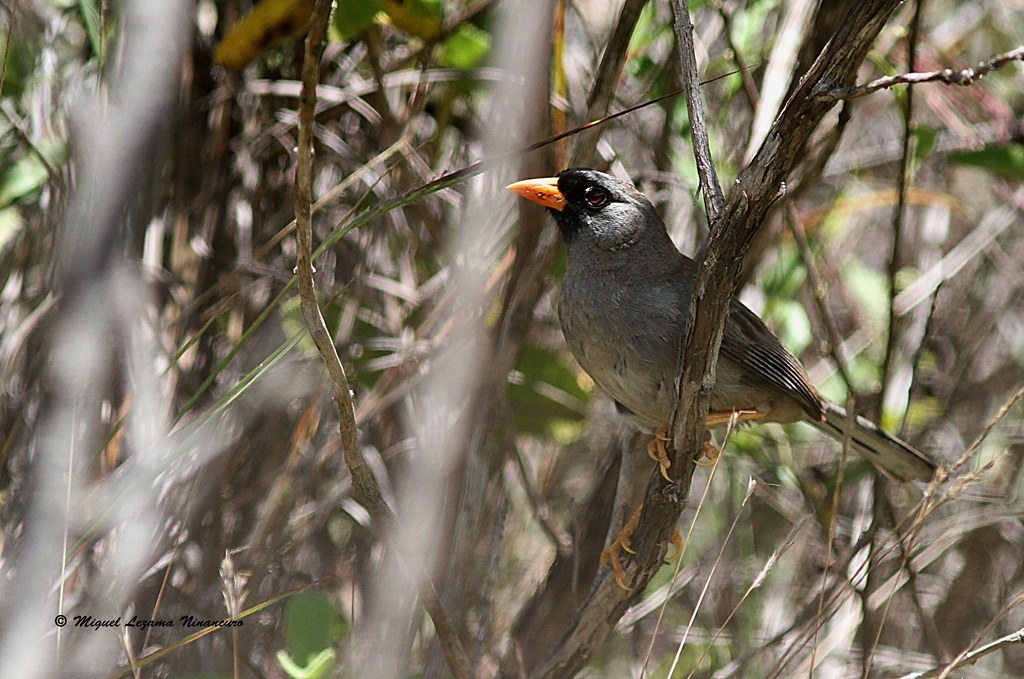 Image of Grey-winged Inca-finch