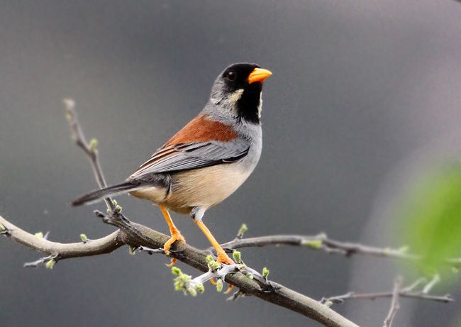 Image of Buff-bridled Inca-finch