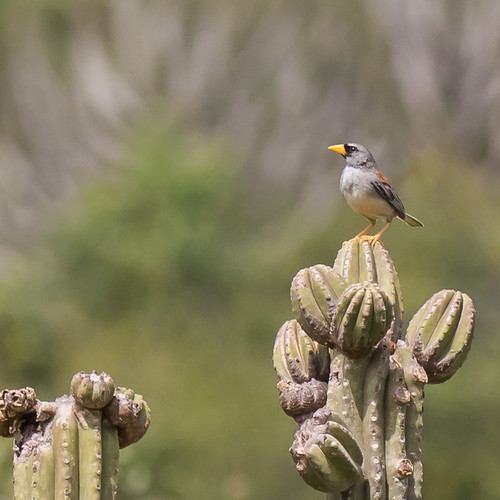 Image of Little Inca-finch