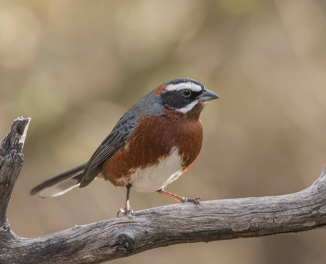 Image of Black-and-chestnut Warbling-Finch