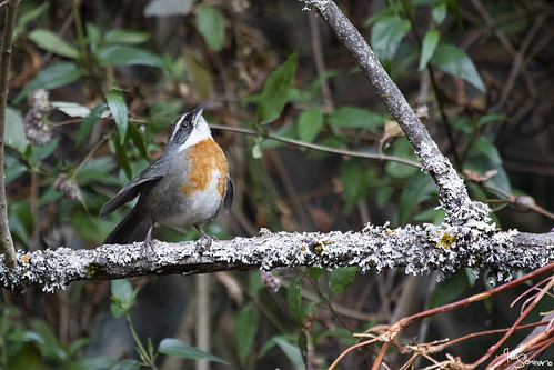 Image of Chestnut-breasted Mountain-finch