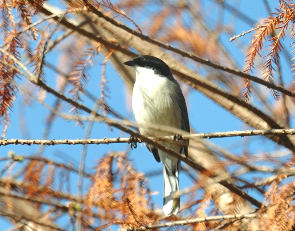 Image of Black-capped Warbling-Finch
