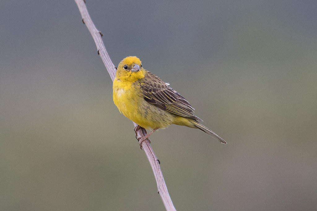 Image of Stripe-tailed Yellow-Finch