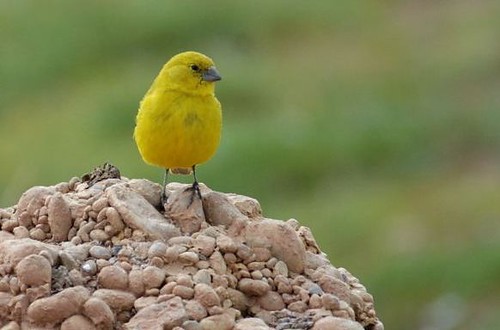 Image of Puna Yellow-Finch