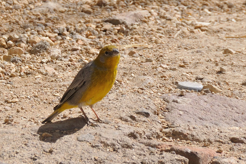 Image of Bright-rumped Yellow-Finch