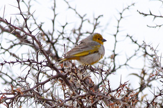 Image of Citron-headed Yellow-Finch
