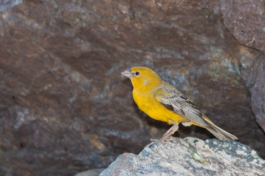 Image of Greater Yellow-Finch
