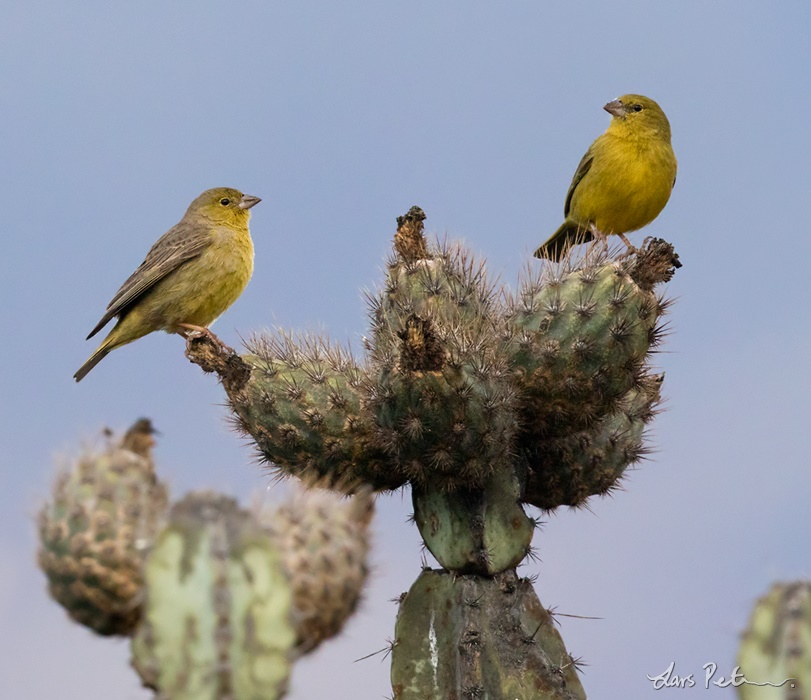 Image of Greenish Yellow-Finch