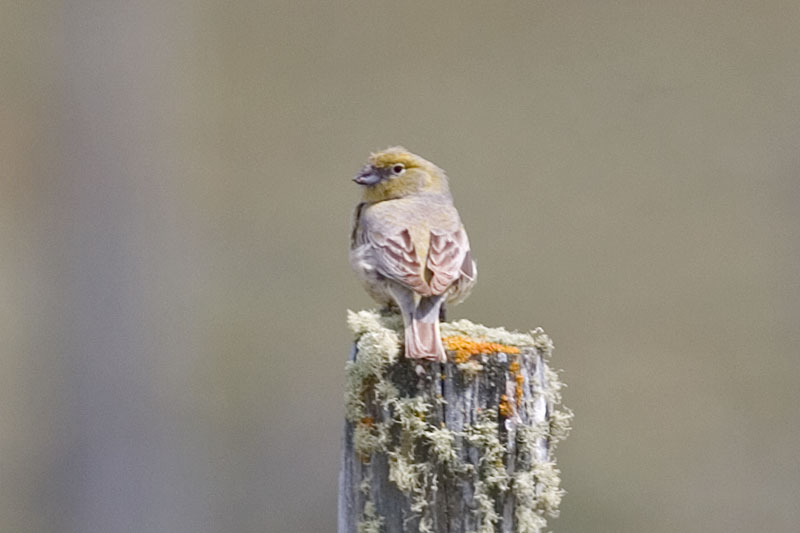 Image of Patagonian Yellow-Finch