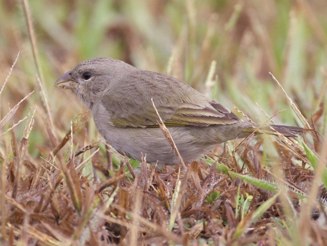 Image of Orange-fronted Yellow-Finch