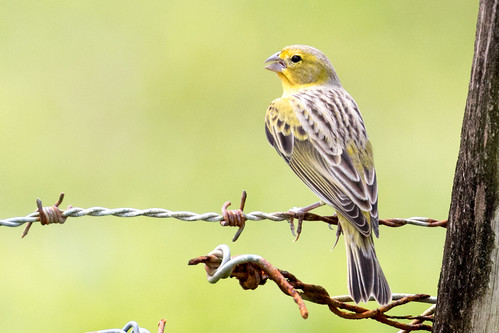 Image of Grassland Yellow-Finch