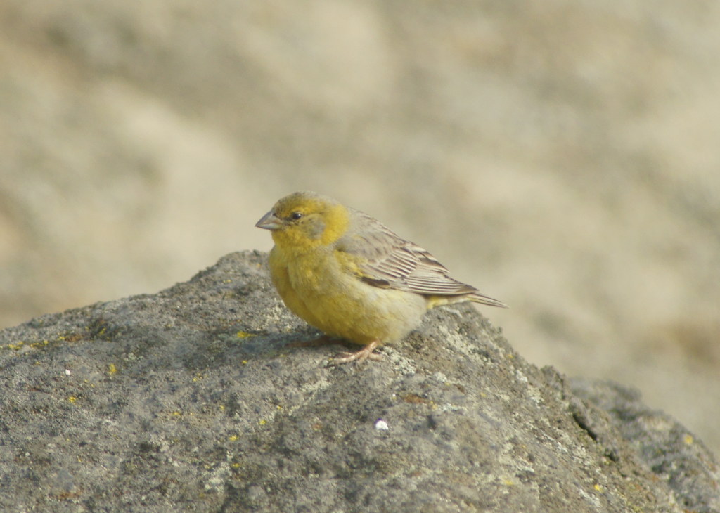 Image of Raimondi's Yellow-Finch