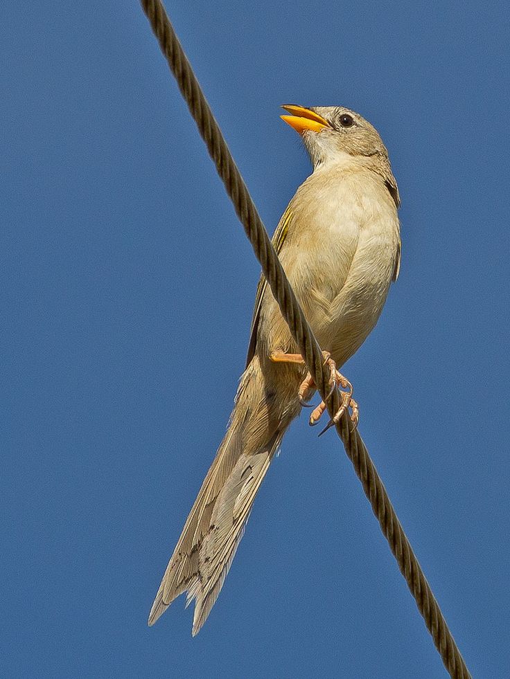 Image of Wedge-tailed Grass-finch