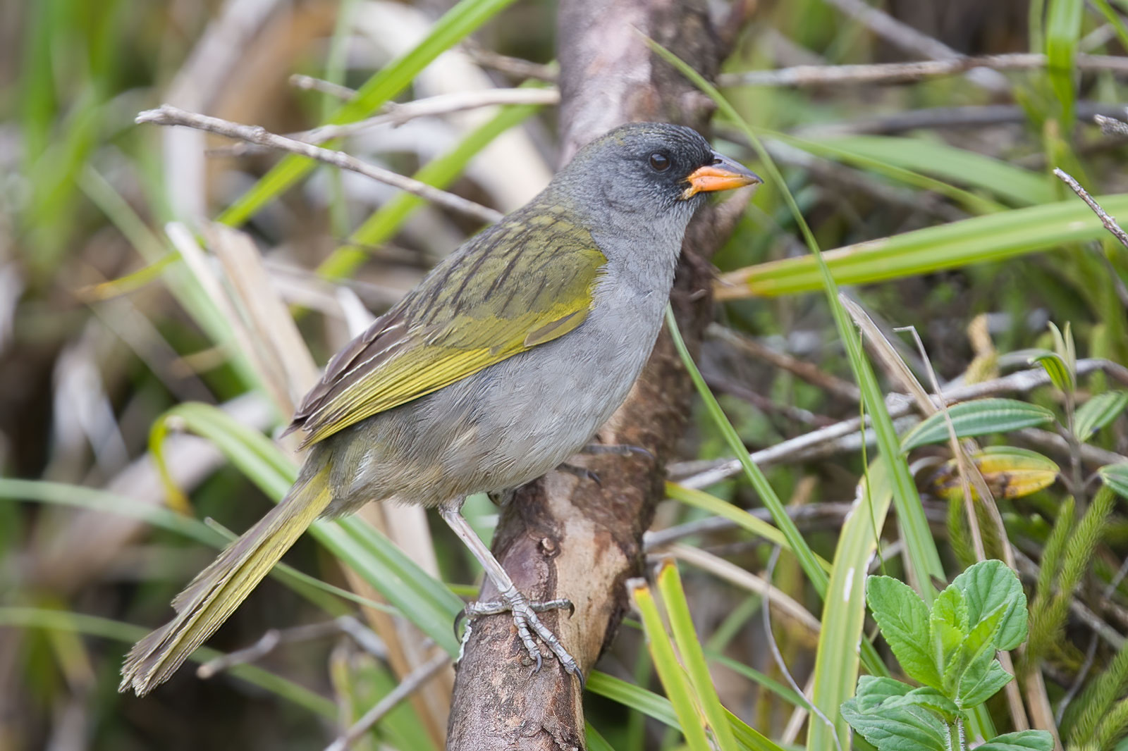 Image of Great Pampa-finch