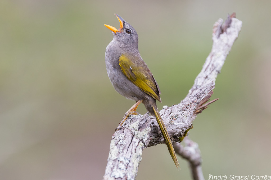 Image of Pale-throated Pampa-finch