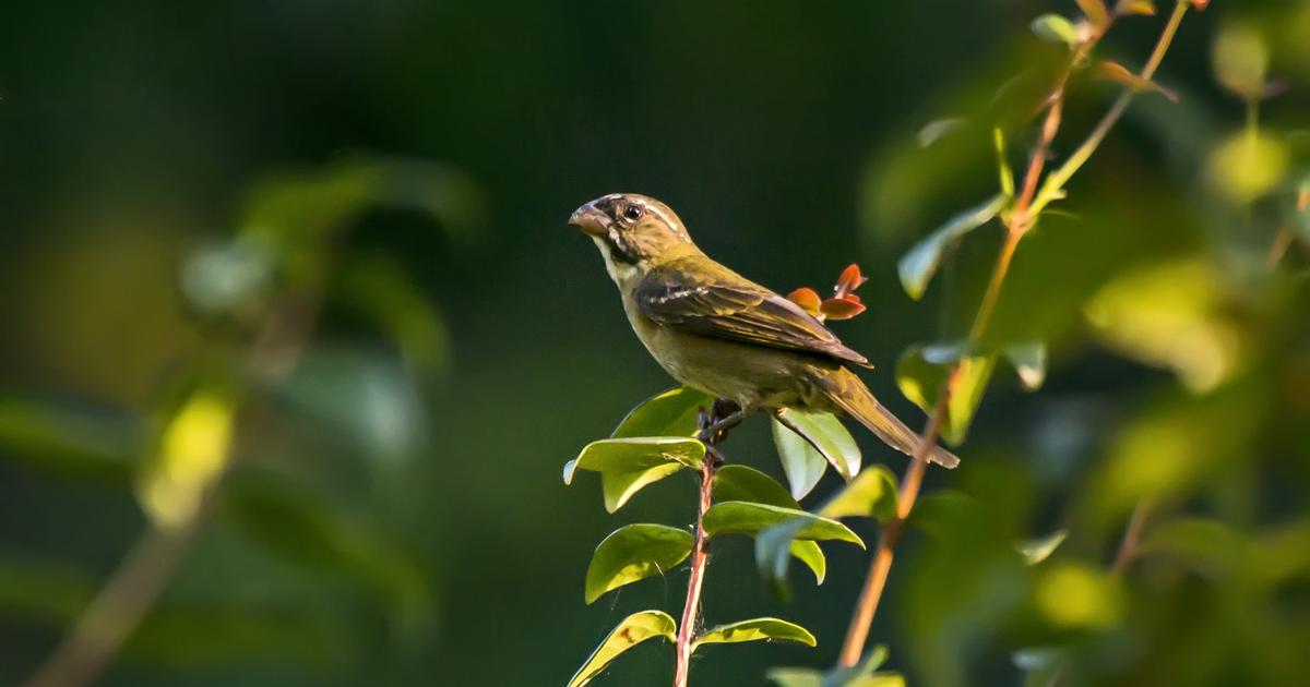 Image of Buffy-fronted Seedeater