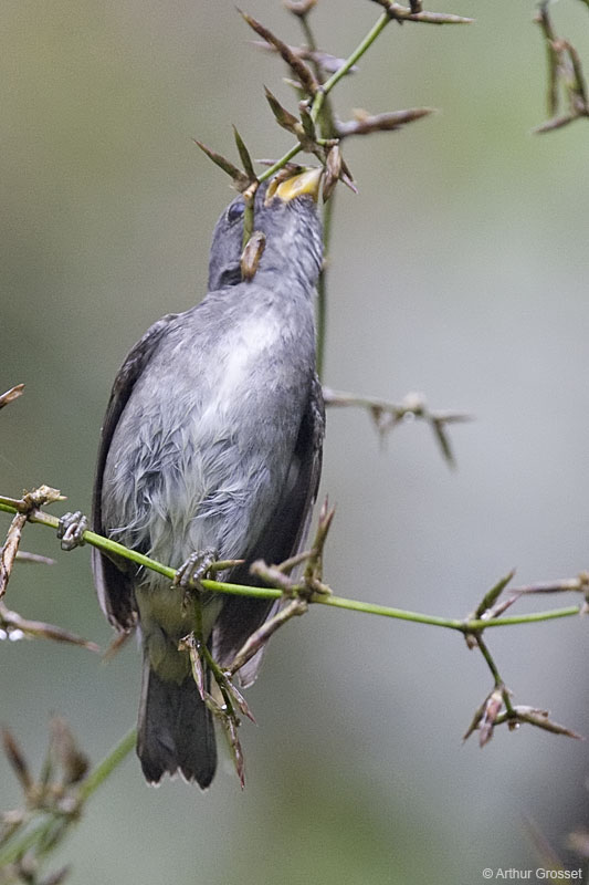 Image of Temminck's Seedeater