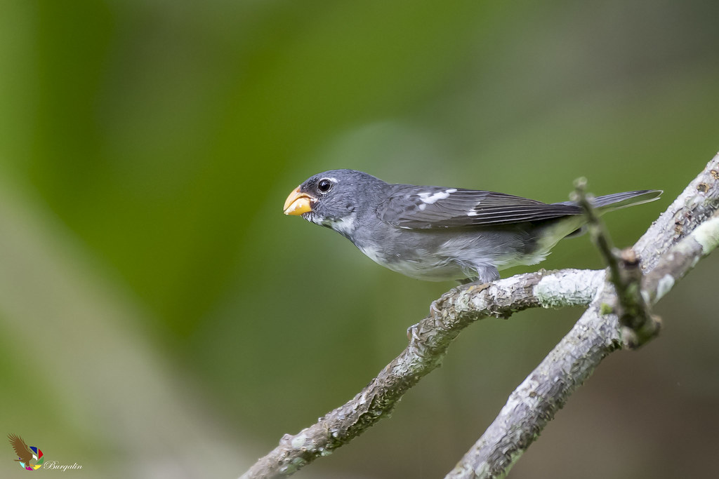Image of Slate-colored Seedeater