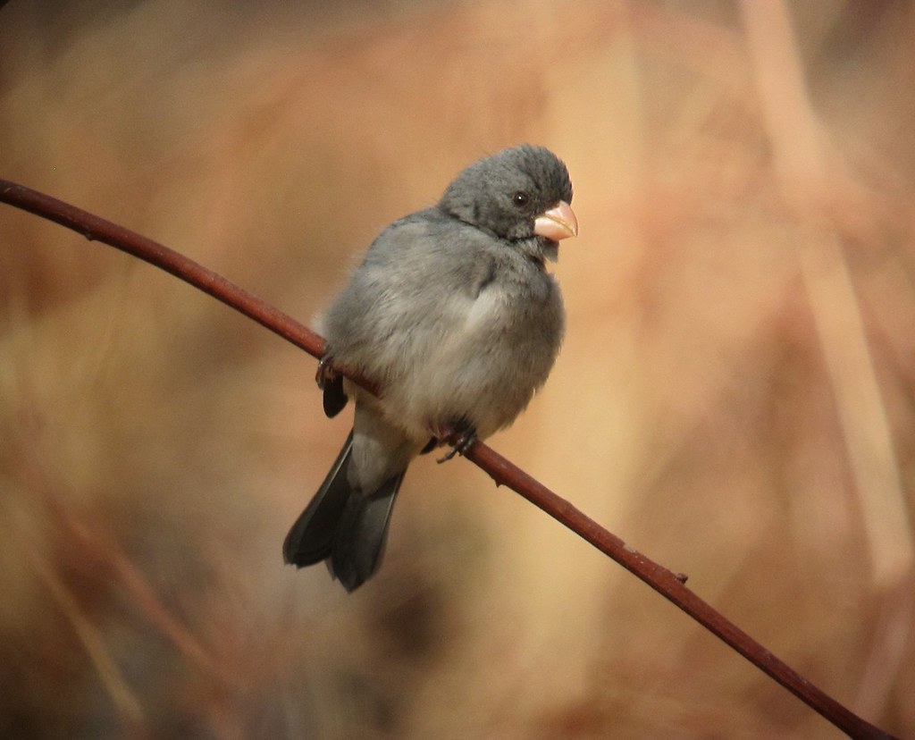Image of Grey Seedeater