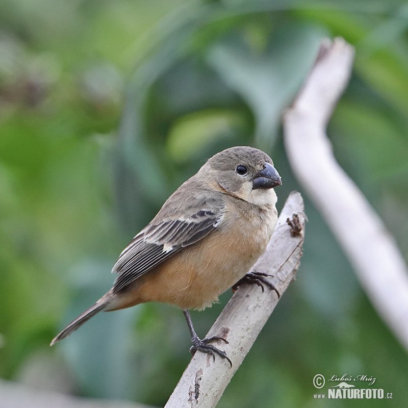 Image of Rusty-collared Seedeater
