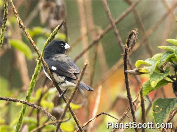 Image of Black-and-white Seedeater