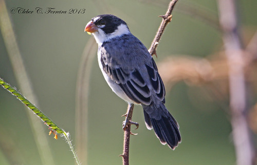 Image of White-throated Seedeater