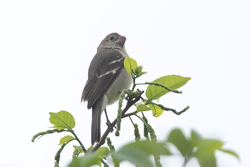 Image of Drab Seedeater