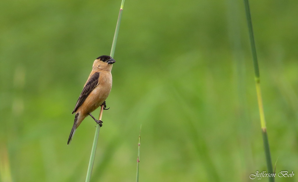 Image of Copper Seedeater