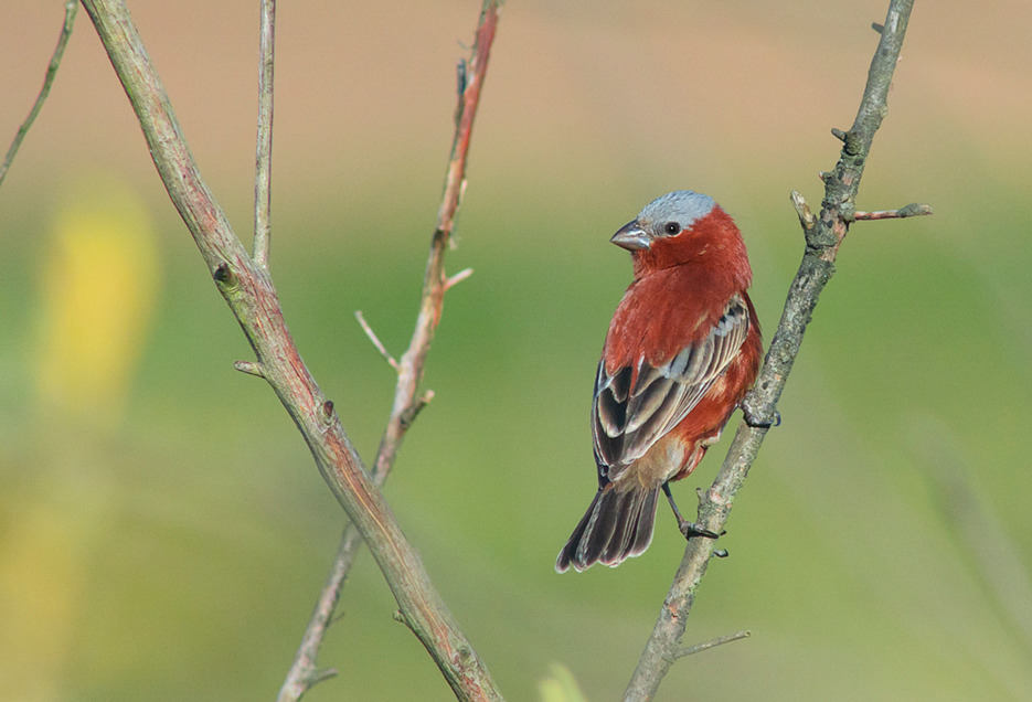 Image of Chestnut Seedeater
