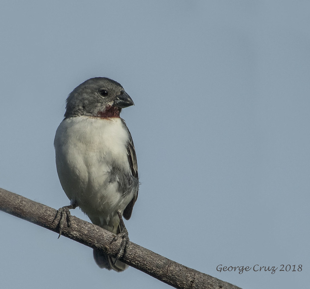 Image of Chestnut-throated Seedeater