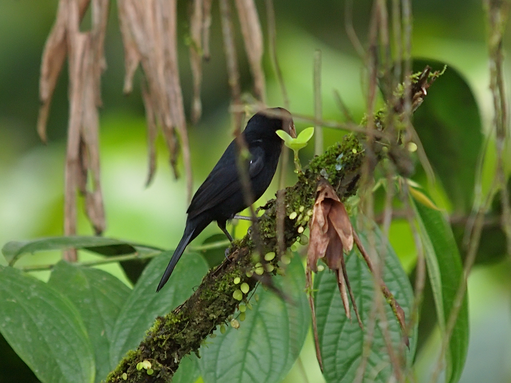 Image of Nicaraguan Seed-Finch