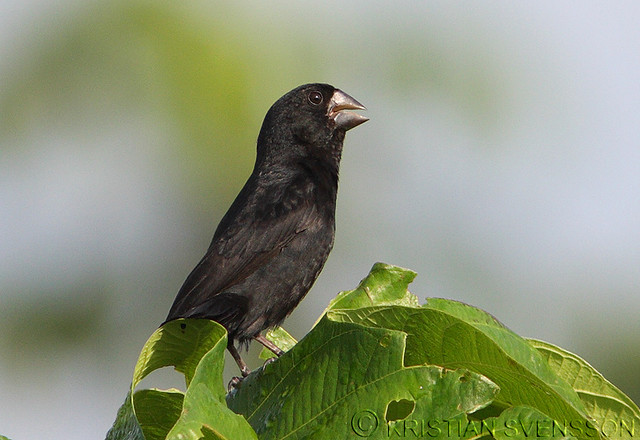 Image of Black-billed Seed-Finch