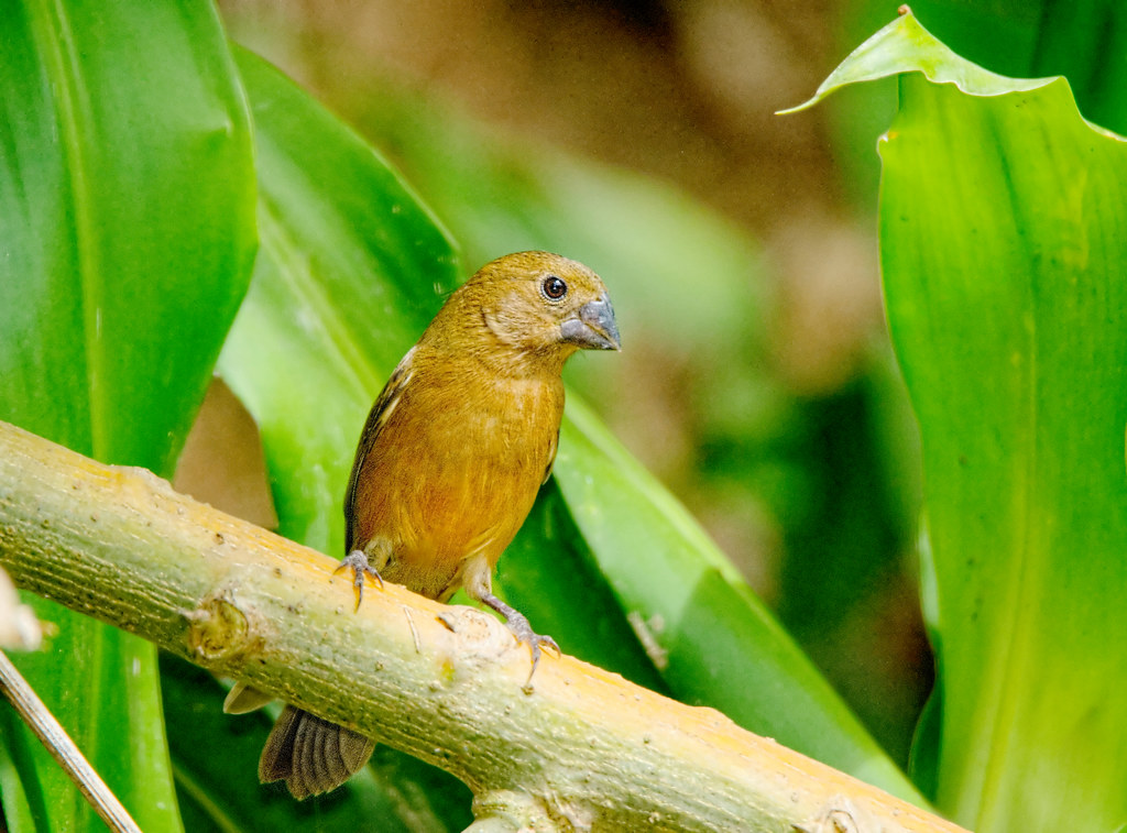 Image of Thick-billed Seed-Finch