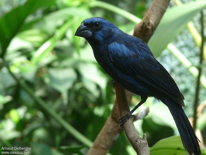 Image of Carrizal Seedeater