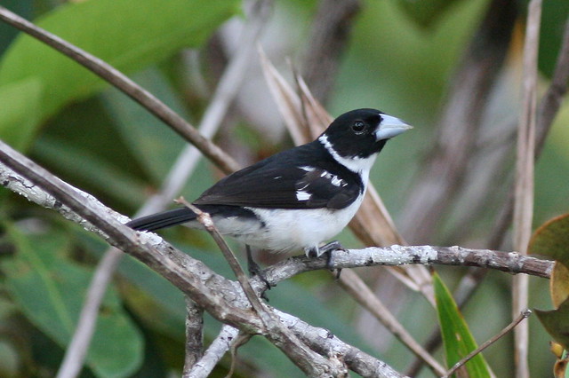 Image of White-naped Seedeater