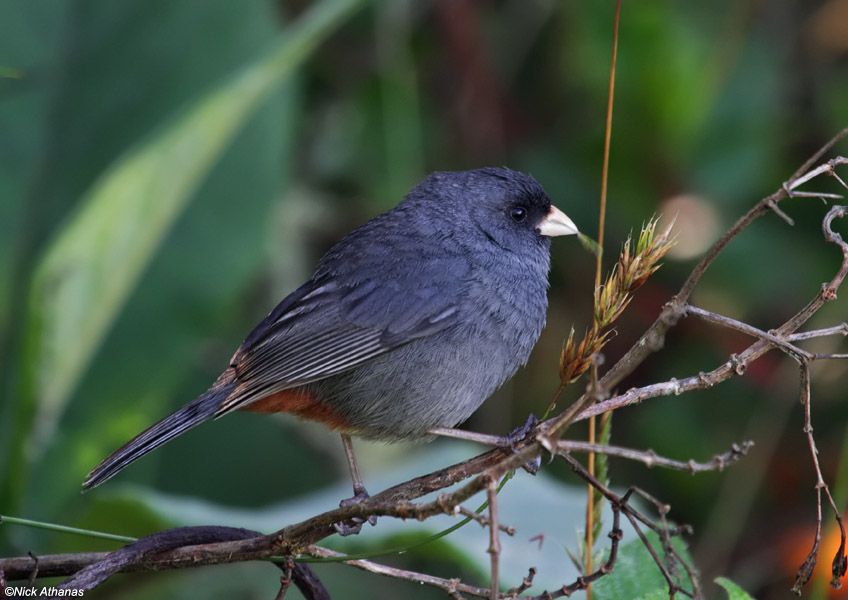 Image of Paramo Seedeater