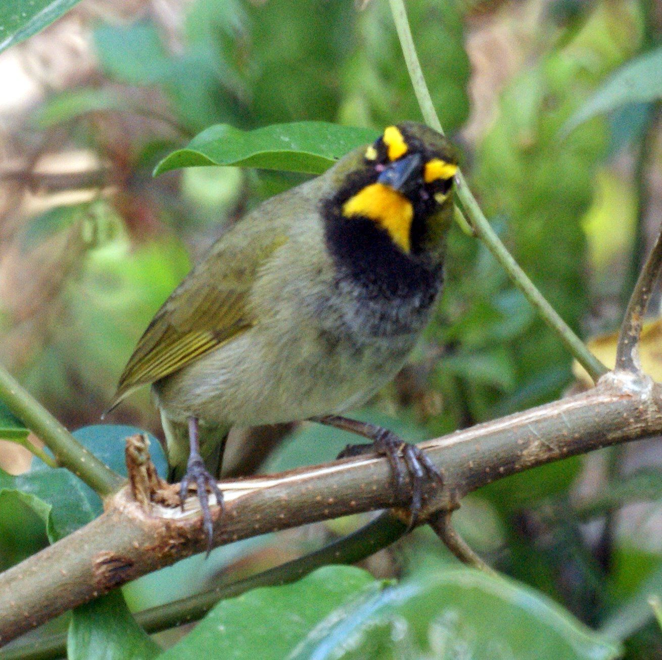 Image of Yellow-faced Grassquit