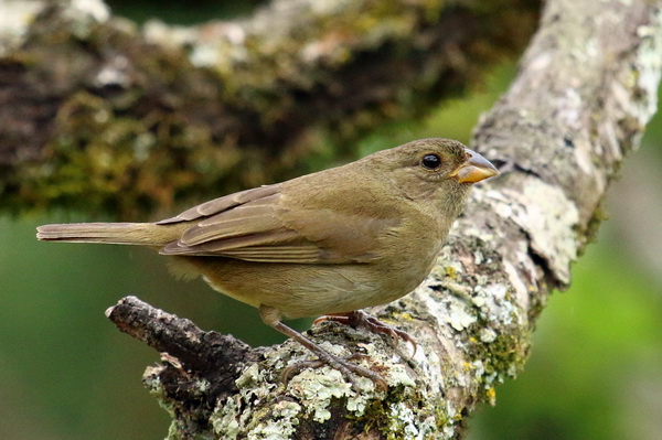Image of Sooty Grassquit