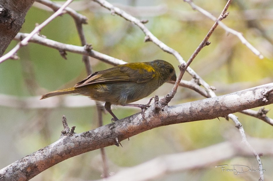Image of Yellow-shouldered Grassquit