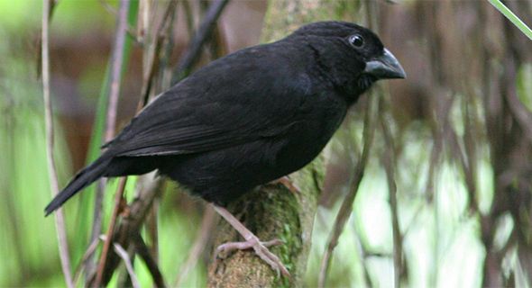 Image of St Lucia Black Finch
