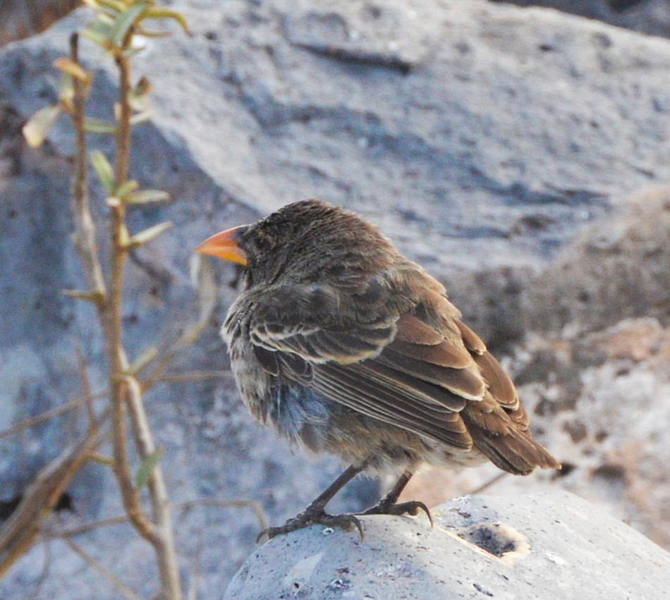 Image of Small Ground-finch