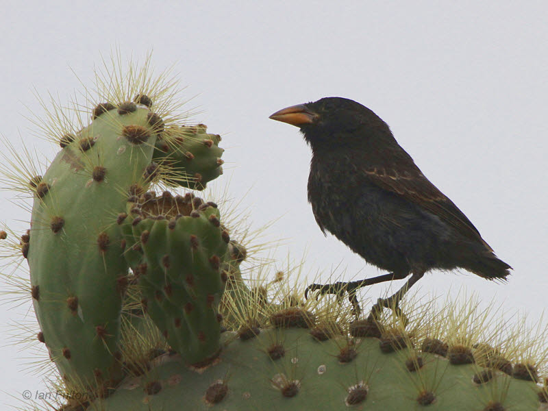 Image of Common Cactus-finch