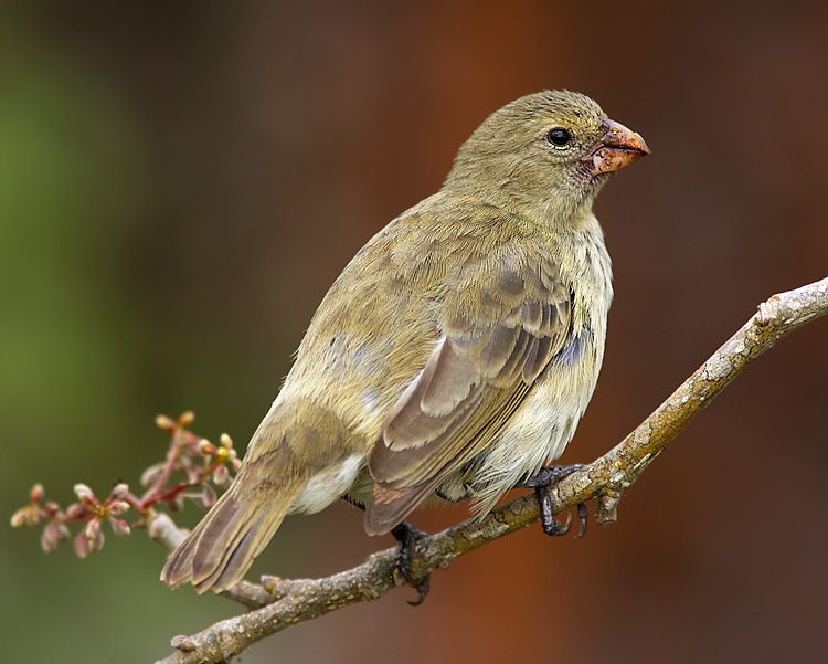 Image of Large Tree-Finch
