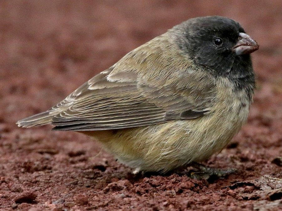 Image of Small Tree-Finch