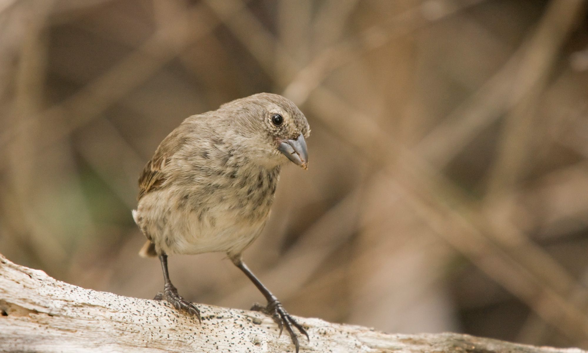 Image of Mangrove Finch