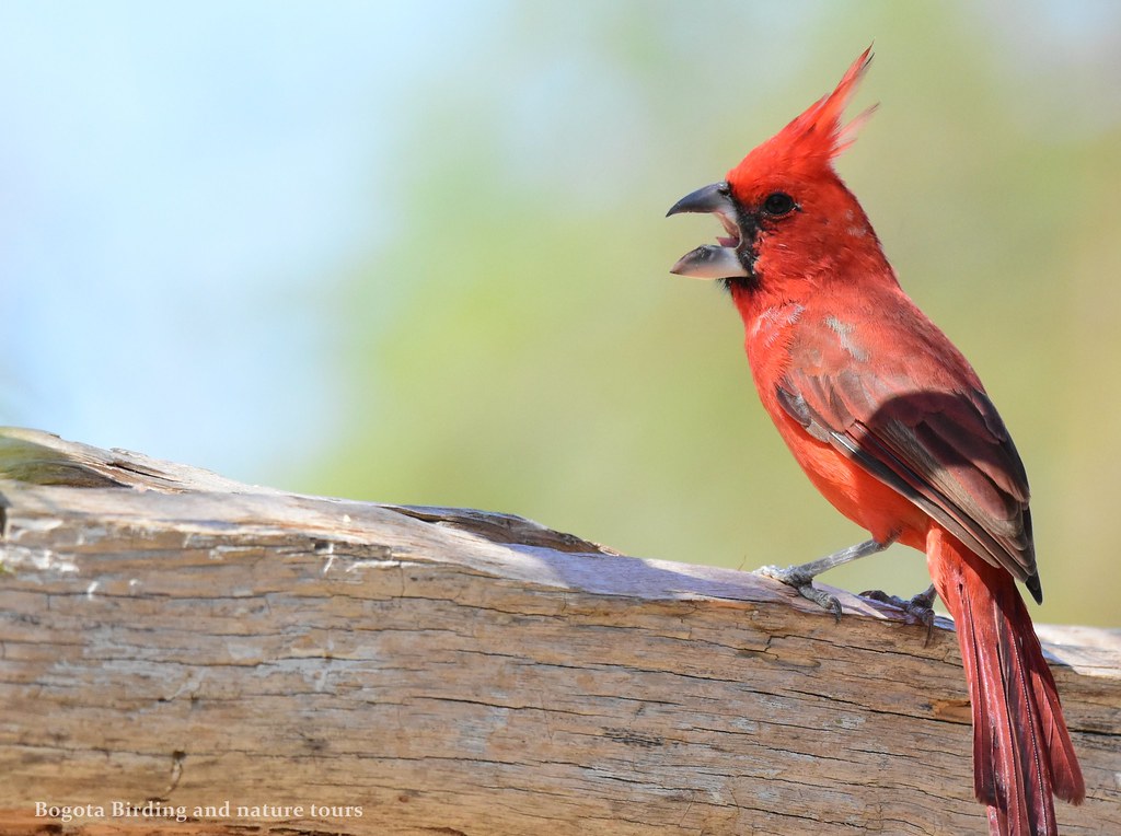 Image of Vermilion Cardinal