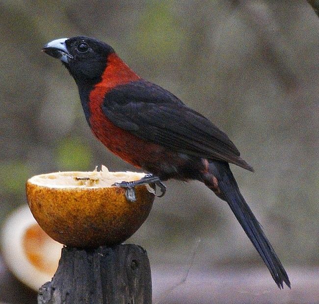 Image of Crimson-collared Grosbeak
